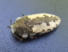 Acmaeodera pilosellae