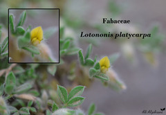 Lotononis platycarpa