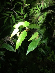 Begonia × buimontana