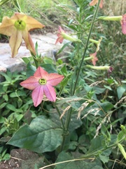 Nicotiana tabacum