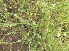 Plagiobothrys scouleri