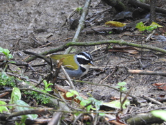Arremon semitorquatus