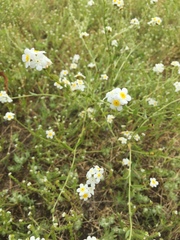 Plagiobothrys figuratus