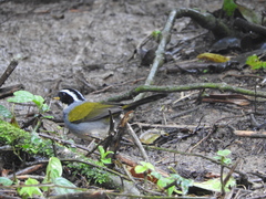 Arremon semitorquatus