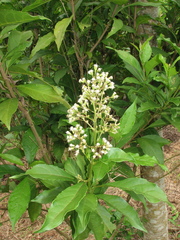 Koanophyllon pittieri