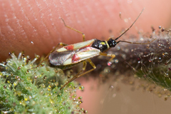 Tupiocoris californicus