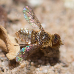 Lepidanthrax oribates