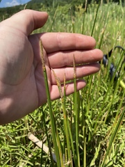Eleocharis quadrangulata