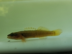 Etheostoma sitikuense