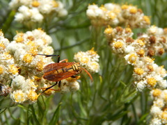 Polistes diabolicus