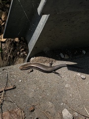 Plestiodon fasciatus