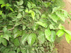Casearia sylvestris
