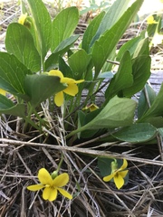 Viola praemorsa linguifolia