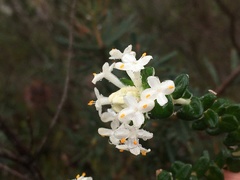 Pimelea nivea