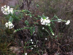 Pimelea nivea