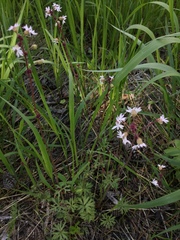 Lithophragma glabrum