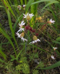 Lithophragma glabrum