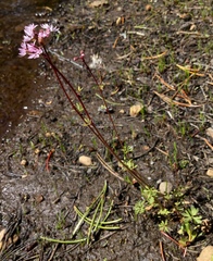 Lithophragma glabrum