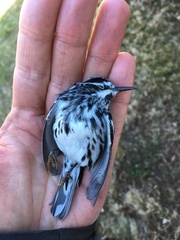Mniotilta varia image