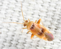 Parthenicus juniperi