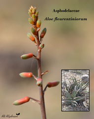 Aloe fleurentiniorum