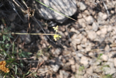 Eriogonum lachnogynum
