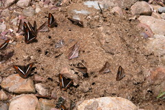 Adelpha corcyra corcyra