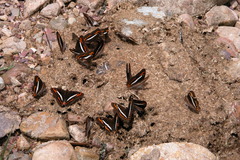 Adelpha corcyra corcyra