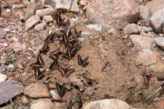 Adelpha corcyra corcyra