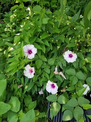 Ipomoea shumardiana