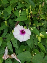 Ipomoea shumardiana