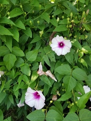 Ipomoea shumardiana