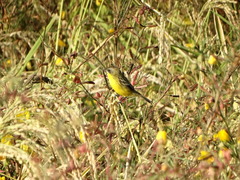 Pseudocolopteryx sclateri