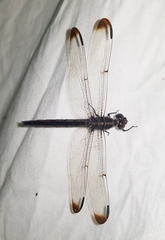 Libellula vibrans