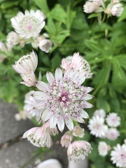 Astrantia