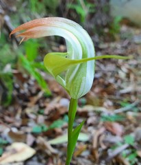 Pterostylis baptistii