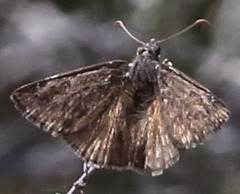 Erynnis propertius