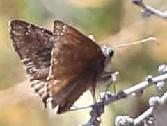 Erynnis propertius
