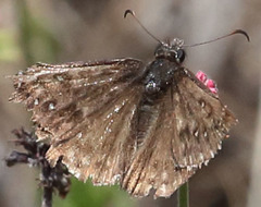 Erynnis propertius