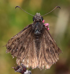 Erynnis propertius