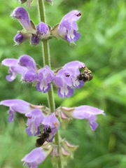 Salvia japonica