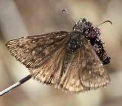 Erynnis propertius