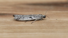 Phycitodes mucidella