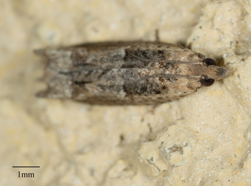 Cotton Tipworm Moth photo 4