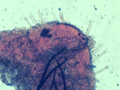 Hyphoderma roseocremeum