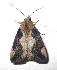 Hypocala rostrata