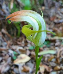 Pterostylis baptistii