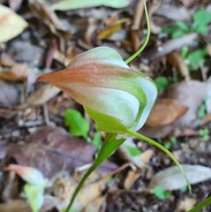 Pterostylis baptistii