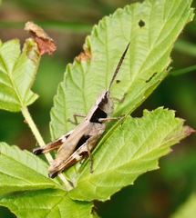 Chloealtis conspersa