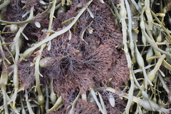 Vertebrata lanosa